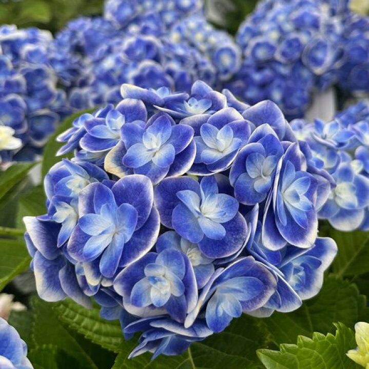 楽天市場 開花株 アジサイ 紫陽花 あじさい 明鏡止水 メイキョウシスイ 5号鉢 22年入荷株 千草園芸