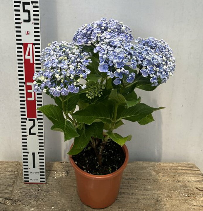 楽天市場 開花株 アジサイ 紫陽花 あじさい オタフク おたふく ブルー 5号鉢苗 22年入荷株 千草園芸