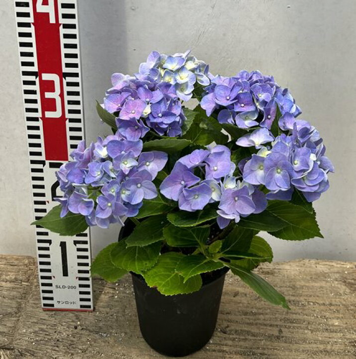 楽天市場 屋外管理苗 花終わり アジサイ 紫陽花 あじさい Hba アーリーブルー 4号鉢 22年入荷株 千草園芸 楽天市場 屋外管理苗 花終わり アジサイ 紫陽花 あじさい Hba アーリーブルー 4号鉢 22年入荷株 千草園芸