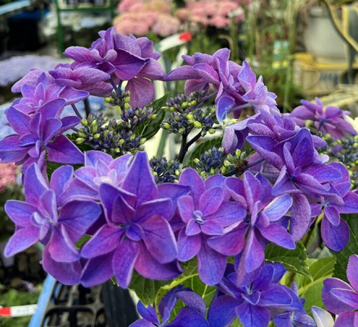 楽天市場 開花株 アジサイ 紫陽花 あじさい 恋恋 コイコイ 5号苗 22年入荷株 千草園芸