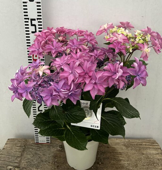 楽天市場 開花株 アジサイ 紫陽花 あじさい 桜花乱舞 オウカランブ レッド 5号鉢苗 22年入荷株 千草園芸