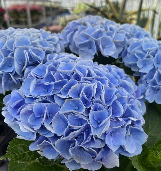 楽天市場 屋外管理苗 花終わり アジサイ 西安 セイアン シーアン 7号苗 Z00 1 千草園芸 楽天市場 屋外管理苗 花終わり アジサイ 西安 セイアン シーアン 7号苗 Z00 1 千草園芸