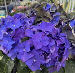 秋 アジサイ 植木 盆栽の人気商品 通販 価格比較 価格 Com