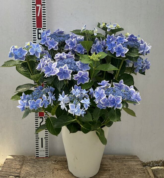 アジサイ 紫陽花 あじさい コンペイトウ スマイル 大株 根巻き株 第1位獲得 あじさい