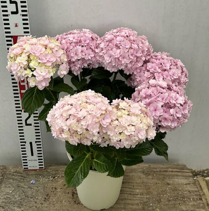 楽天市場 花終わり アジサイ 紫陽花 あじさい テマリテマリ ピンク 5号苗 22年入荷株 千草園芸