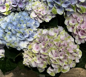 生花 カラー 鉢植えの人気商品 通販 価格比較 価格 Com