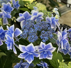 アジサイ 青 植木 盆栽の人気商品 通販 価格比較 価格 Com
