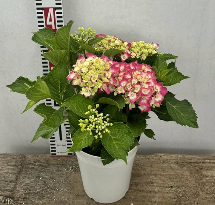 楽天市場 花傷み アジサイ 紫陽花 あじさい シティーライン パリ 5号鉢植え 22年入荷株 千草園芸