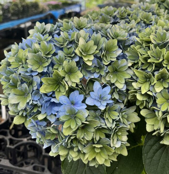 楽天市場 秋色 アンティークカラー アジサイ 紫陽花 あじさい ゴキゲンヨウ ブルー 5号鉢植え 22年入荷株 千草園芸