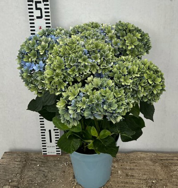 楽天市場 秋色 アンティークカラー アジサイ 紫陽花 あじさい ゴキゲンヨウ ブルー 5号鉢植え 22年入荷株 千草園芸 楽天市場 秋色 アンティークカラー アジサイ 紫陽花 あじさい ゴキゲンヨウ ブルー 5号鉢植え 22年入荷株 千草園芸