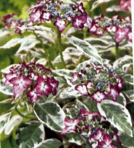 yOǗczRAWTC@aсiSeojVLjc@3c