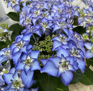 yԏIzAWTCizԁEjJTmo@u[ip[vj6cy25N׊z