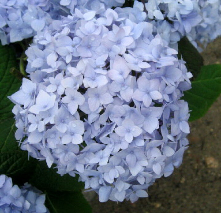 楽天市場 アジサイ 霧島の恵 4号苗 D01 千草園芸