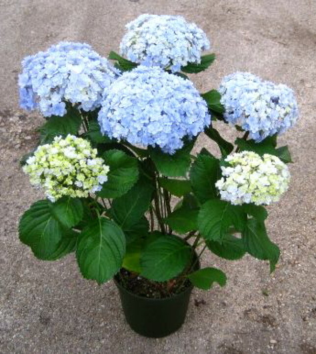 楽天市場】【開花株】アジサイ（紫陽花） てまりてまり (テマリテマリ 