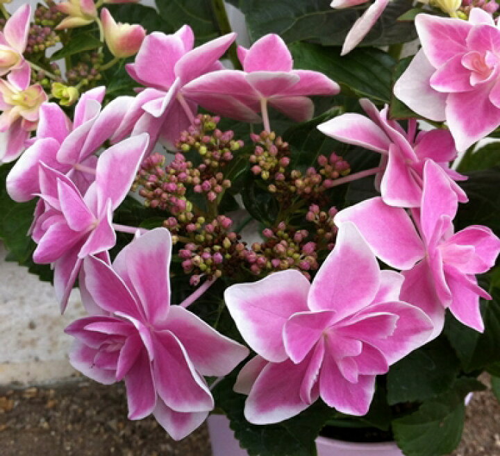 楽天市場 花傷み アジサイ 紫陽花 あじさい コンペイトウ ピンク 4号鉢植え 22年入荷株 千草園芸