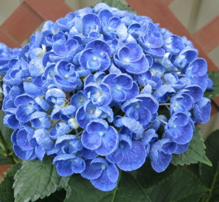 楽天市場 花終わり アジサイ 紫陽花 あじさい ホップコーン 6号苗 21年入荷株 千草園芸