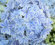 【開花株】アジサイ（紫陽花・あじさい）　万華鏡（マンゲキョウ） 5号鉢植え【26年入荷株】