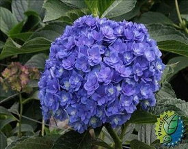 楽天市場 四季咲き アジサイの通販