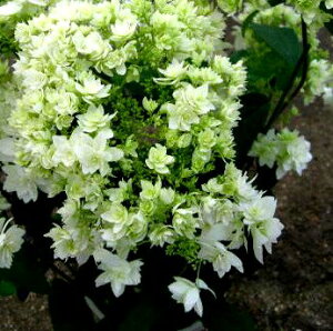 yOǗczAWTC@nCGXX^[o[Xg@4`4.5c(f04)