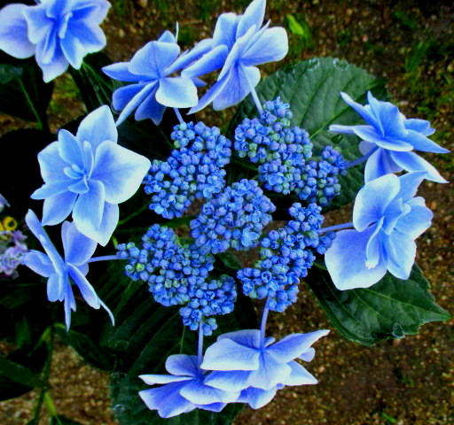 アジサイ（紫陽花・あじさい） コンペイトウ　ブルー　4号鉢植え苗