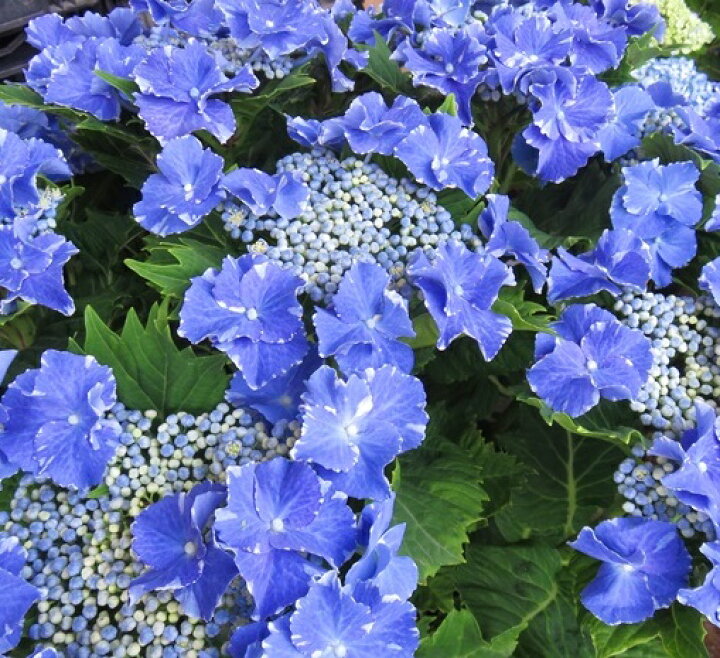 楽天市場 早期予約品 黒軸アジサイ 紫陽花 あじさい スターリットスカイ 絢 アヤ 5号苗 発送日でお選びください 千草園芸