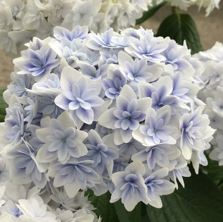 直営限定アウトレット アジサイ 紫陽花 あじさい 雪姫の恋 ユキヒメノコイ 6号苗 F08 Fucoa Cl