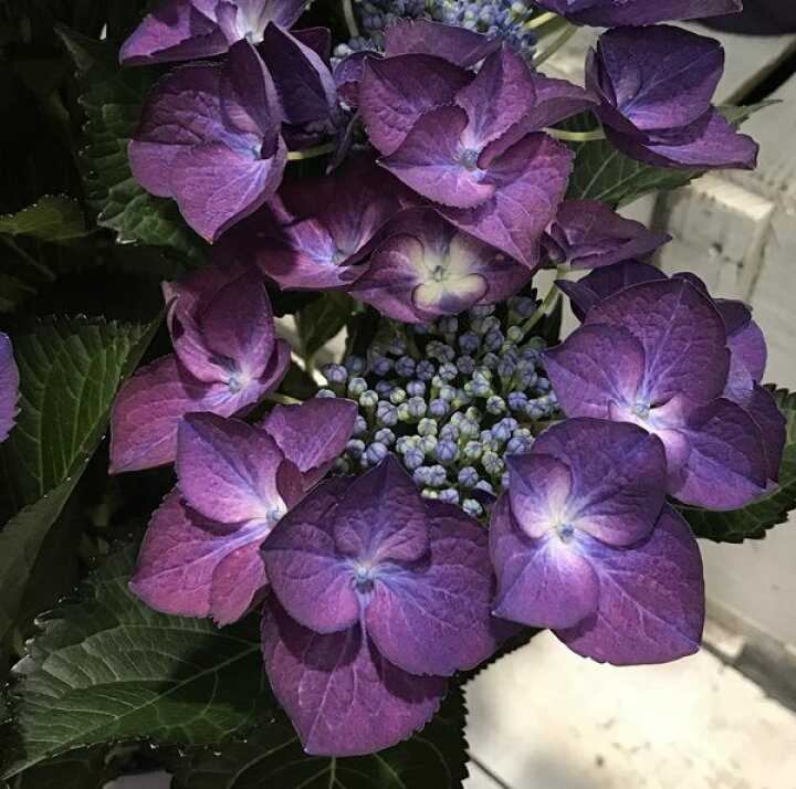 楽天市場 開花株 紫陽花 あじさい ブラックダイアモンド ダークエンジェル パープル 5号苗 21年入荷株 千草園芸