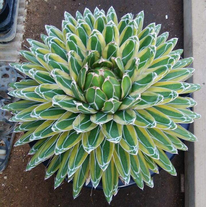 楽天市場】【現品】【送料無料】 アガベ 輝山（キザン） 大鉢植え 