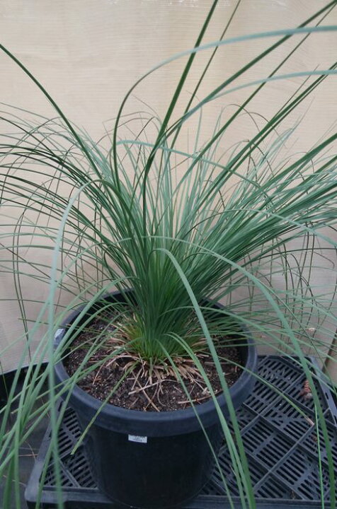 楽天市場 現品 グラスツリー ブラックボーイ ８号 産直 千草園芸