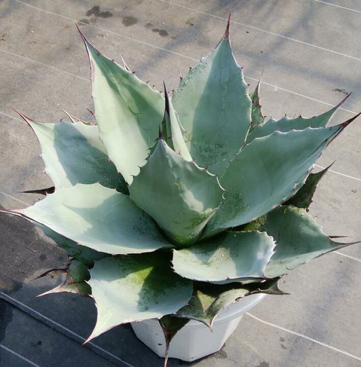 楽天市場】【現品】アガベ オバティフォリア 10号鉢植え【産直 