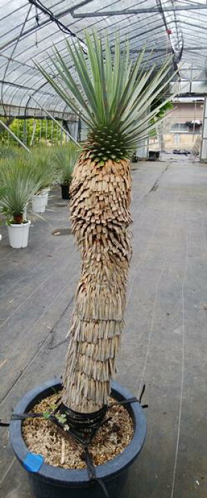 楽天市場】【現品】ユッカ トンプソニアナ 13号鉢植え 根回り品 