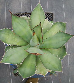 楽天市場 アガベ チタノタ 種類 植物 ユッカ の通販