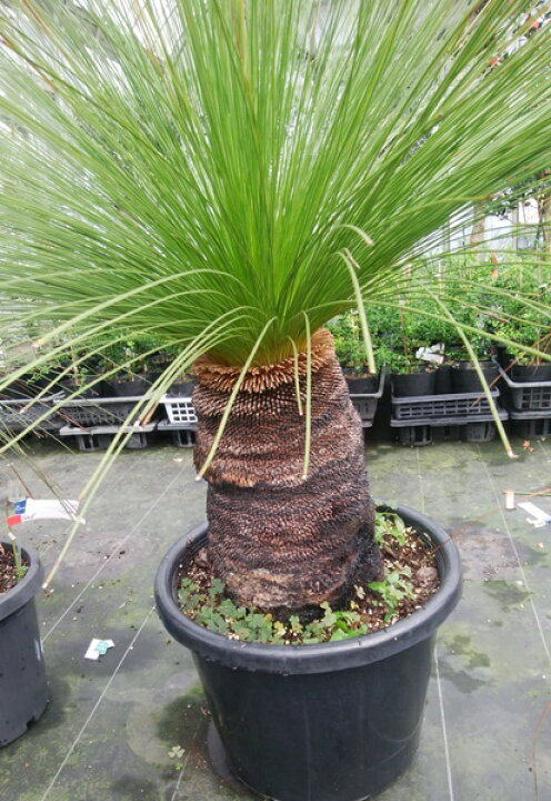 楽天市場 現品 グラスツリー ジョンソニー ブラックボーイ １３号鉢植え 産直 千草園芸