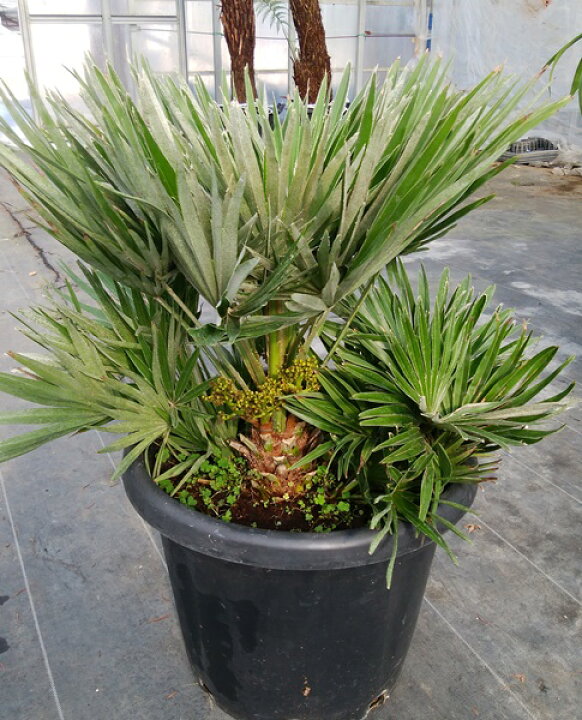 楽天市場】【現品】チャメロプス ボルケーノ 12号鉢植え【産直  