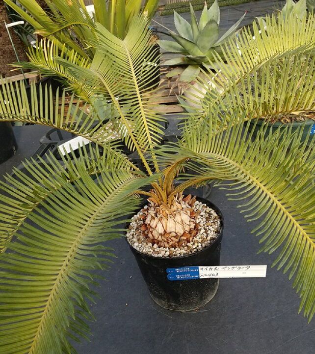 楽天市場】【現品】ソテツ サイカス アングラータ 6号鉢植え 9cm 