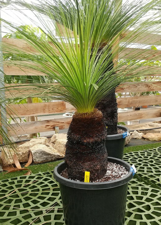 楽天市場 現品 グラスツリー ジョンソニー ブラックボーイ １１号鉢植え 産直 千草園芸