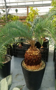 �y���i�����z�\�e�c�@�T�C�J�X�@�J�C�����V�A�i�@�u���[�@������17cm�y�Y���z