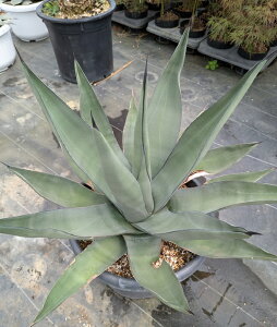 yizAKx @V[NXL@L^Cv̑I@13@48cmyYz