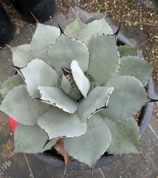 楽天市場】【現品】アガベ 吉祥天 10号鉢植え 直径約30cm【産直 