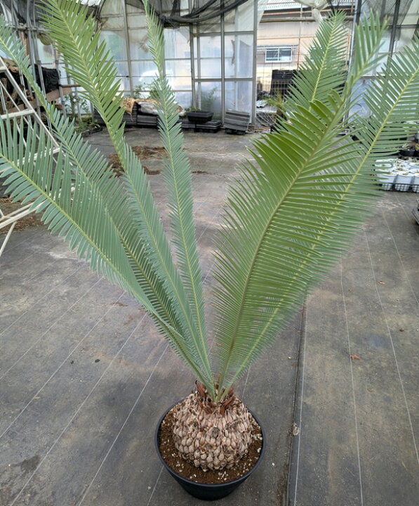 楽天市場】【現品発送】ソテツ ディオーン エデューレ 10号鉢植え 