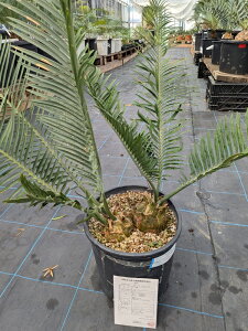 yizGZt@gXiAtJ\ecj@ZiX@2wbhyYz