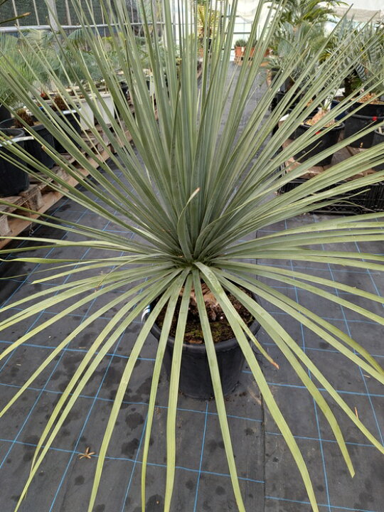 楽天市場】【現品】ノリナ ネルソニー 15号鉢植え【産直】 : 千草園芸