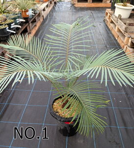 yIׂ錻izTCJX@^CVo[i^CYt\ecj@c؁@8AyYz