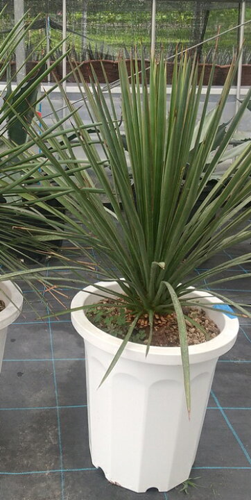 楽天市場】ユッカ ケロタリエンシスsp 10号鉢植え【産直】 : 千草園芸
