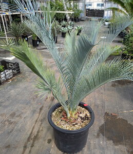 yiz\ec@}NU~A }Nhl[@15A@H85cmyYz