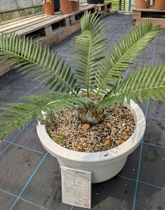 yizGZt@gX@AeX^Cj[@12AyYz