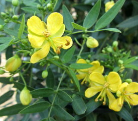 アンデスの乙女（カッシア　コリンボサ）4号苗(h24)