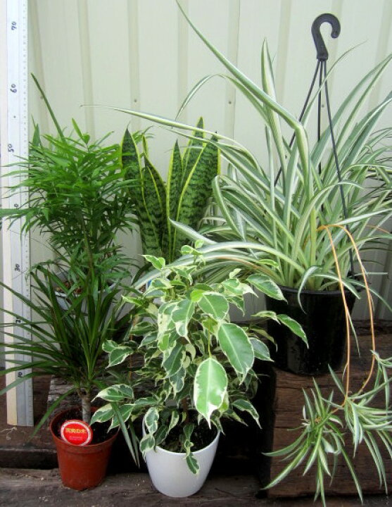 楽天市場】観葉植物 5種セット○送料無料（佐川急便）○ : 千草園芸
