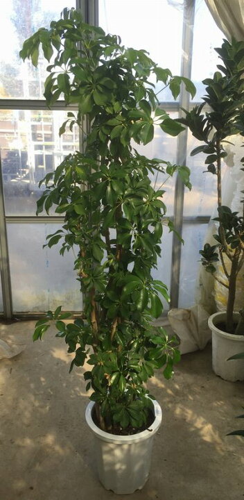 楽天市場】カボックホンコン 10号鉢植え : 千草園芸