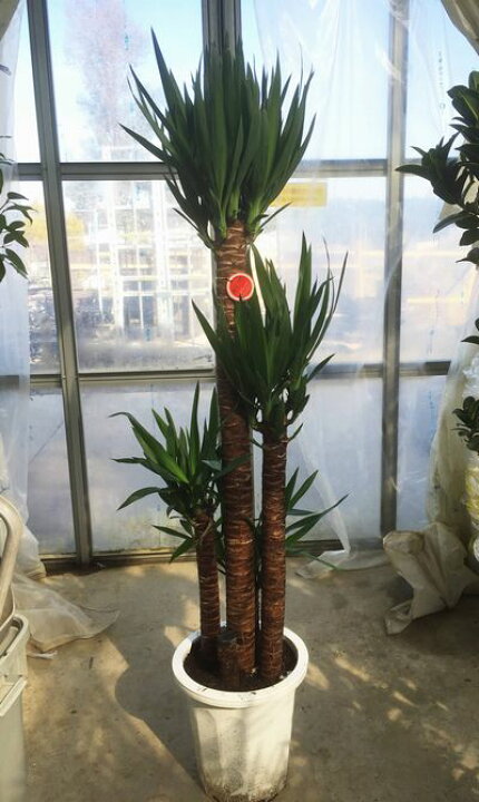 楽天市場】【観葉植物】ユッカ「青年の木」 10号鉢植え : 千草園芸
